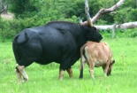 Khánh Hòa nghiên cứu lai tạo và chọn lọc bò lai bò tót